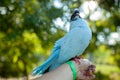 A colored dove of blue sits on a mans hand against the background of bright green foliage. Summer time